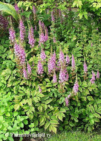Astilbe Chinensis Pumila